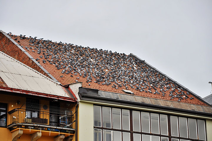 A2B Pest Control are able to install spikes to deter birds from roofs in Darlaston. 