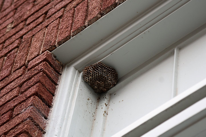 We provide a wasp nest removal service for domestic and commercial properties in Darlaston.